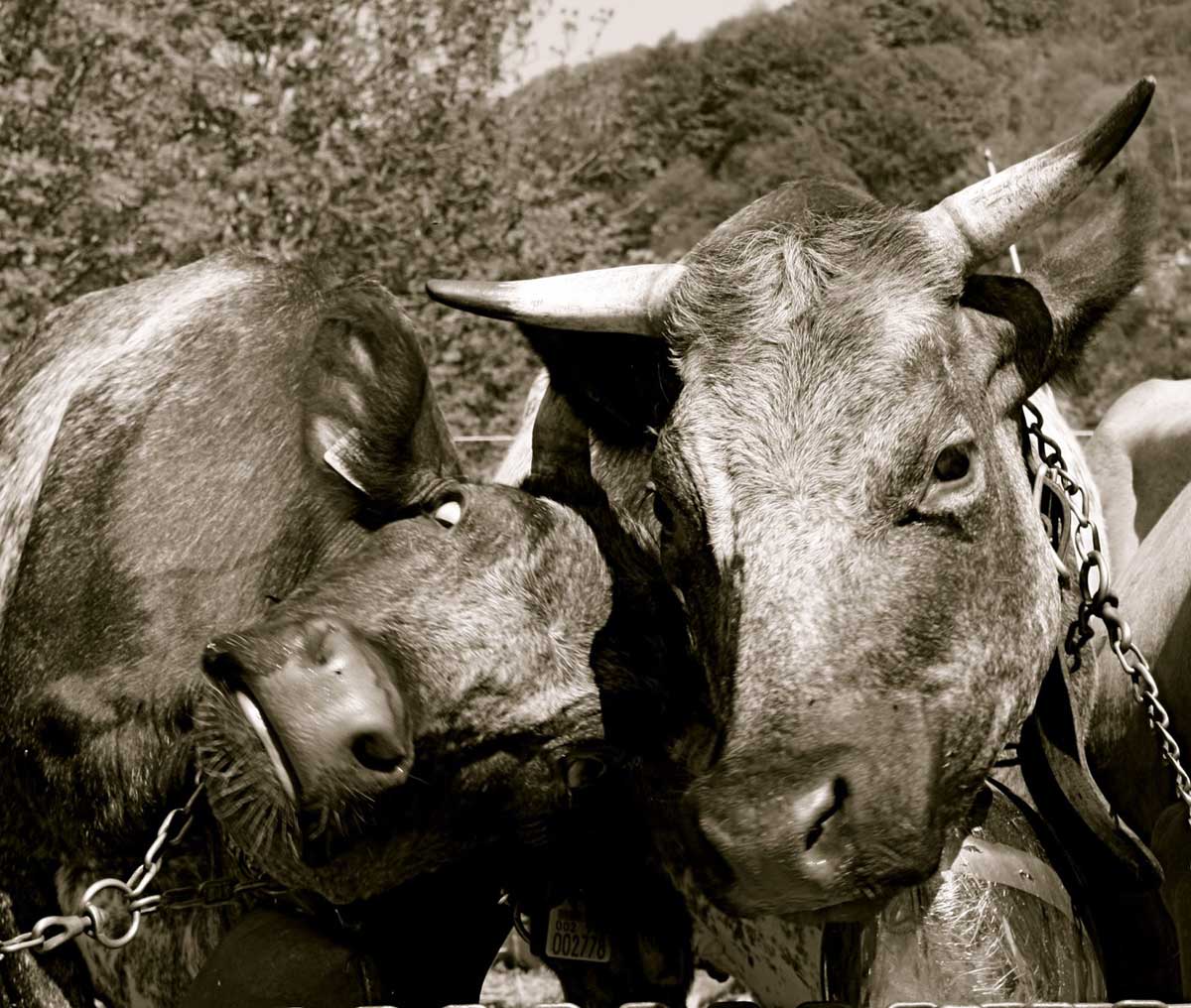 filastrocca sugli animali