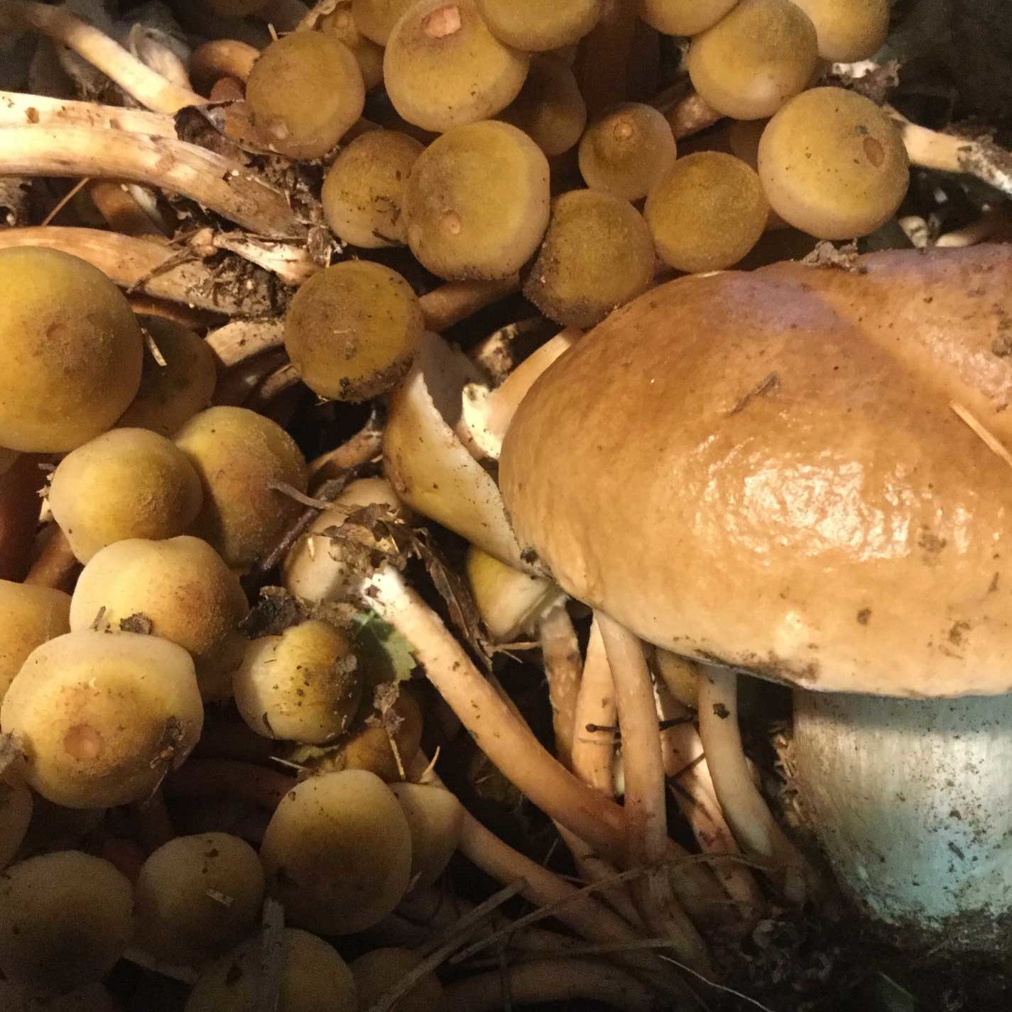 aforisma persone e funghi