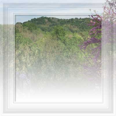 Fiaba degli alberi