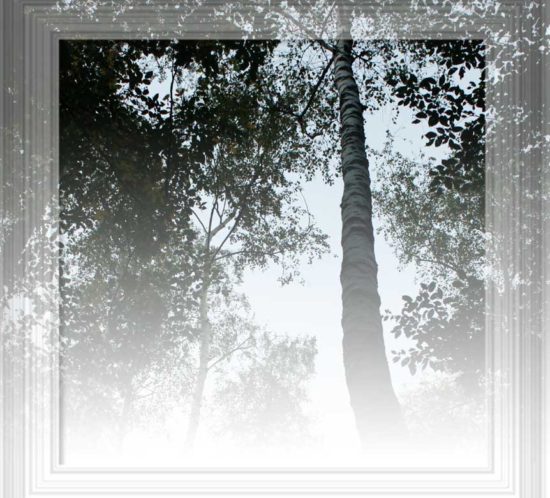 sotto un albero
