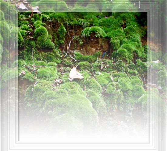 Solitario