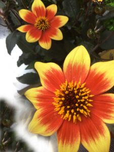 La regina dei sorrisi