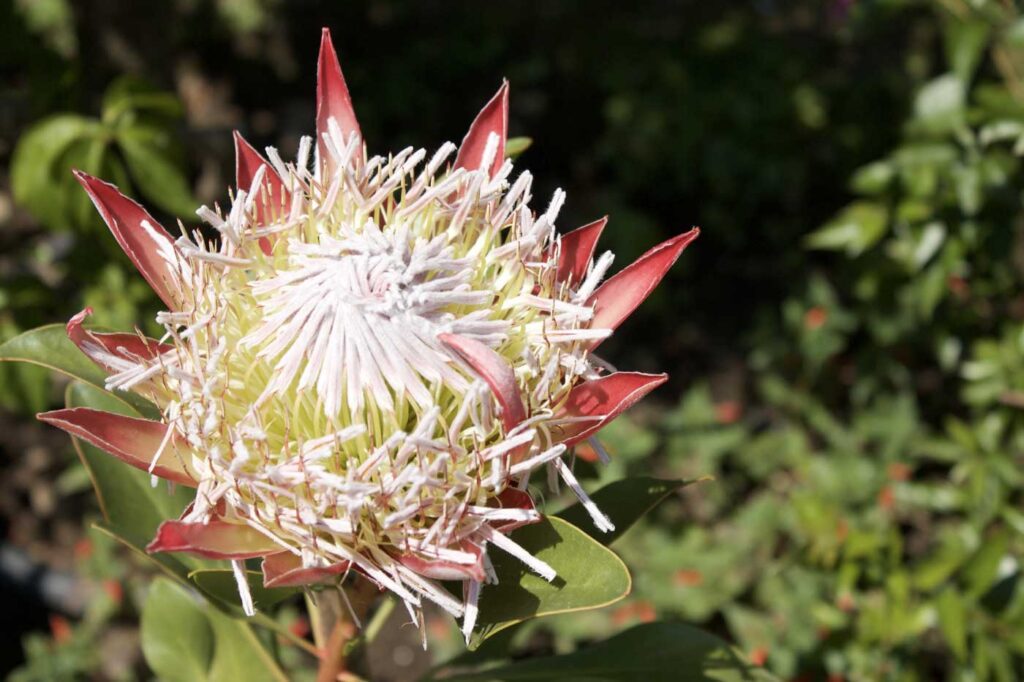 ci vorrebbe un angelo