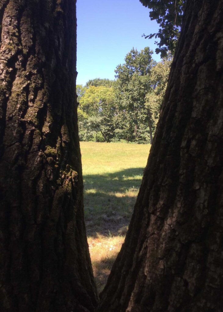 cosa-diveniamo cosa diveniamo