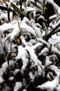 quando inizia la neve