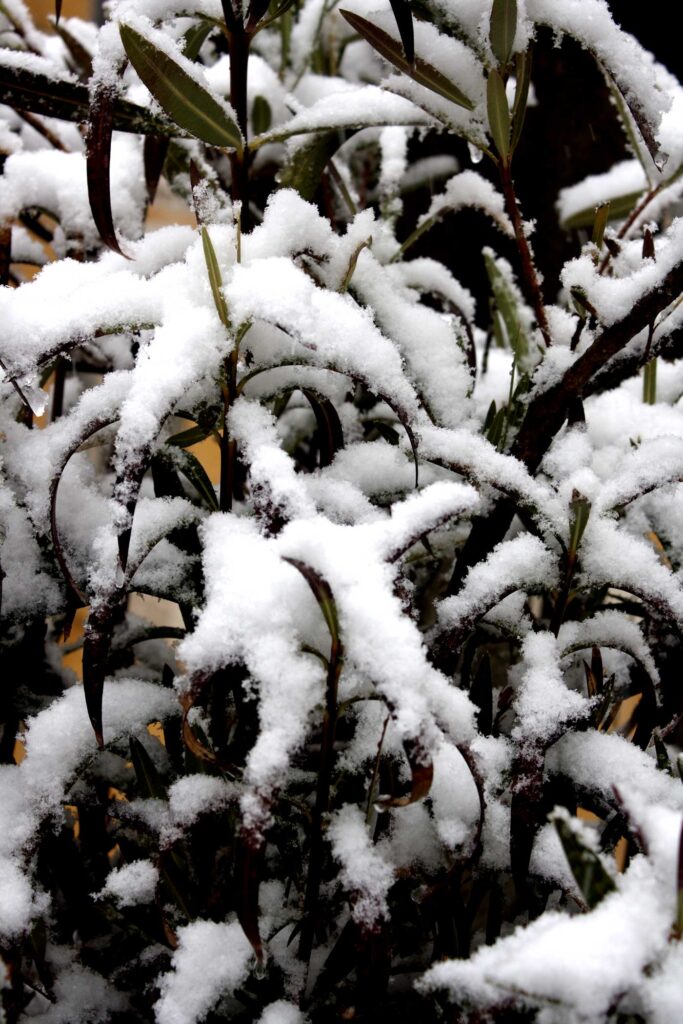 quando inizia la neve