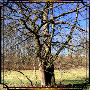 Un libro una Poesia abbandonatamente