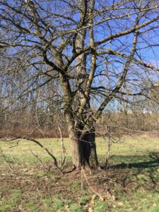 Un libro una Poesia abbandonatamente